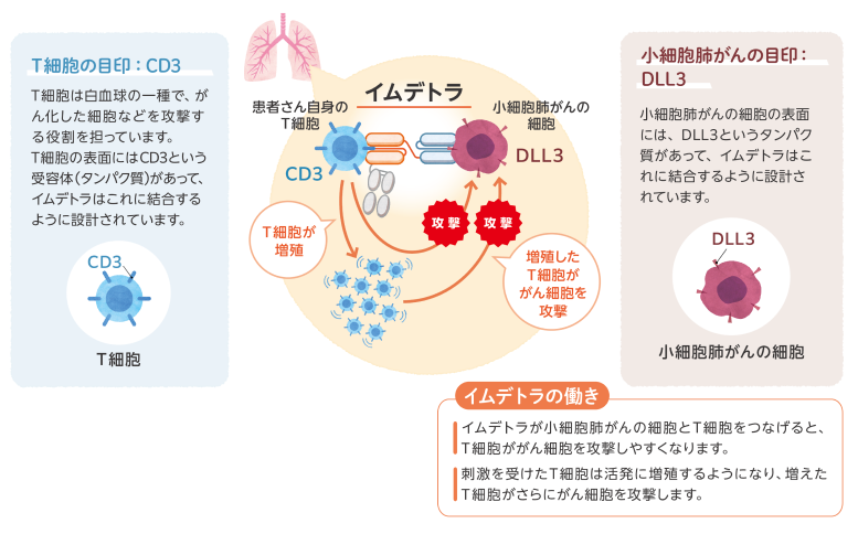 図：イムデトラの働き
